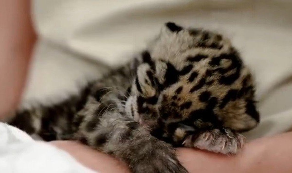 Dviejų savaičių leopardukas