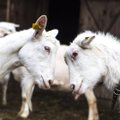Rusijoje – avių ir ožkų raupų protrūkiai – artėja prie Lietuvos