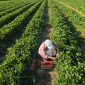 Ūkiuose sunki padėtis dėl darbuotojų: teigia negalintys pasiūlyti patrauklių atlyginimų