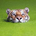 Katiniškos problemos: ko bijo tigras?