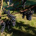 Sodininkai dalinasi: kaip apsaugoti vynuoges nuo kenkėjų