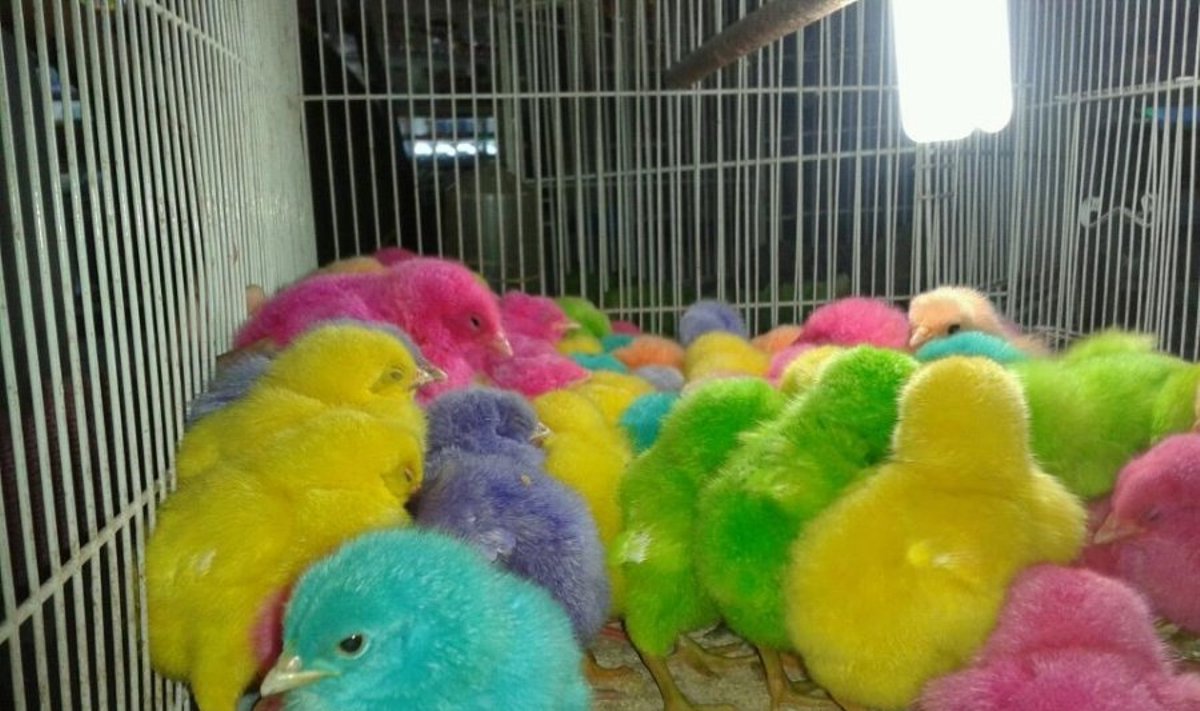 Kataro gyvūnų turguje viščiukai paverčiami gyvais žaislais vaikams 