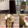 Nors mirk iš juoko: kačių nuotraukos, padarytos idealiu metu