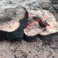 Savivaldybė apie medžių prie Danės šalinimą: skausmingas, bet būtinas