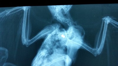 Varnos rentgeno nuotrauka, kurioje matoma kulka 