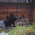 Naujausia informacija iš šunų pragaro Kretingoje: rasti laužavietėje ir kibire sudegintų šuniukų palaikai