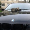 Vairuotojų galvos skausmas – automobilius apgulusios katės