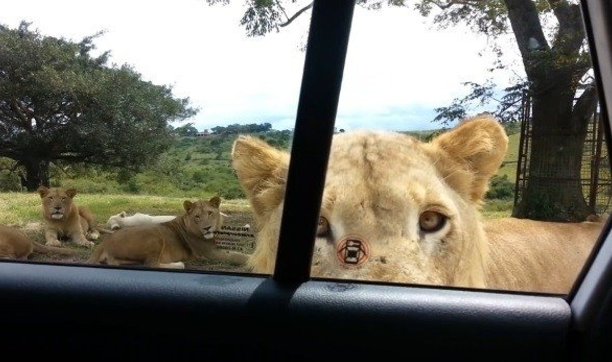 Liūtė atsidaro automobilio duris