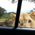 Ne juokais išgąsdino: liūtė pati atsidarė automobilio dureles