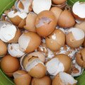 Nuo šiol kiaušinių lukštų nebenorėsite mesti lauk