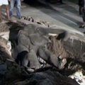 Tailande iš nuotekų šulinio išgelbėtas drambliukas