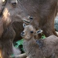 Lietuvos zoologijos sode – šeimos pagausėjimas: pasaulį išvydo dvi išdykusios berberinių avinų jauniklės