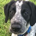 Naujojoje Zelandijoje nušautas skrydžių grafiką trikdęs šuo