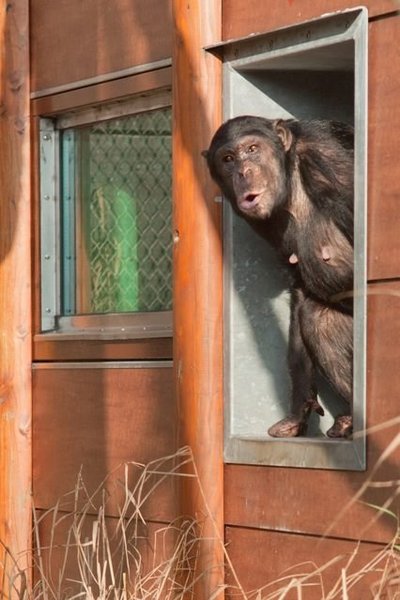 Pirmieji Lietuvos šimpanzės žingsniai po karantino 