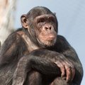 Šimpanzė Regina po griežto karantino mėnesių išleista į lauką
