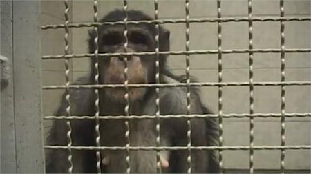 Šimpanzė Regina Lietuvoje