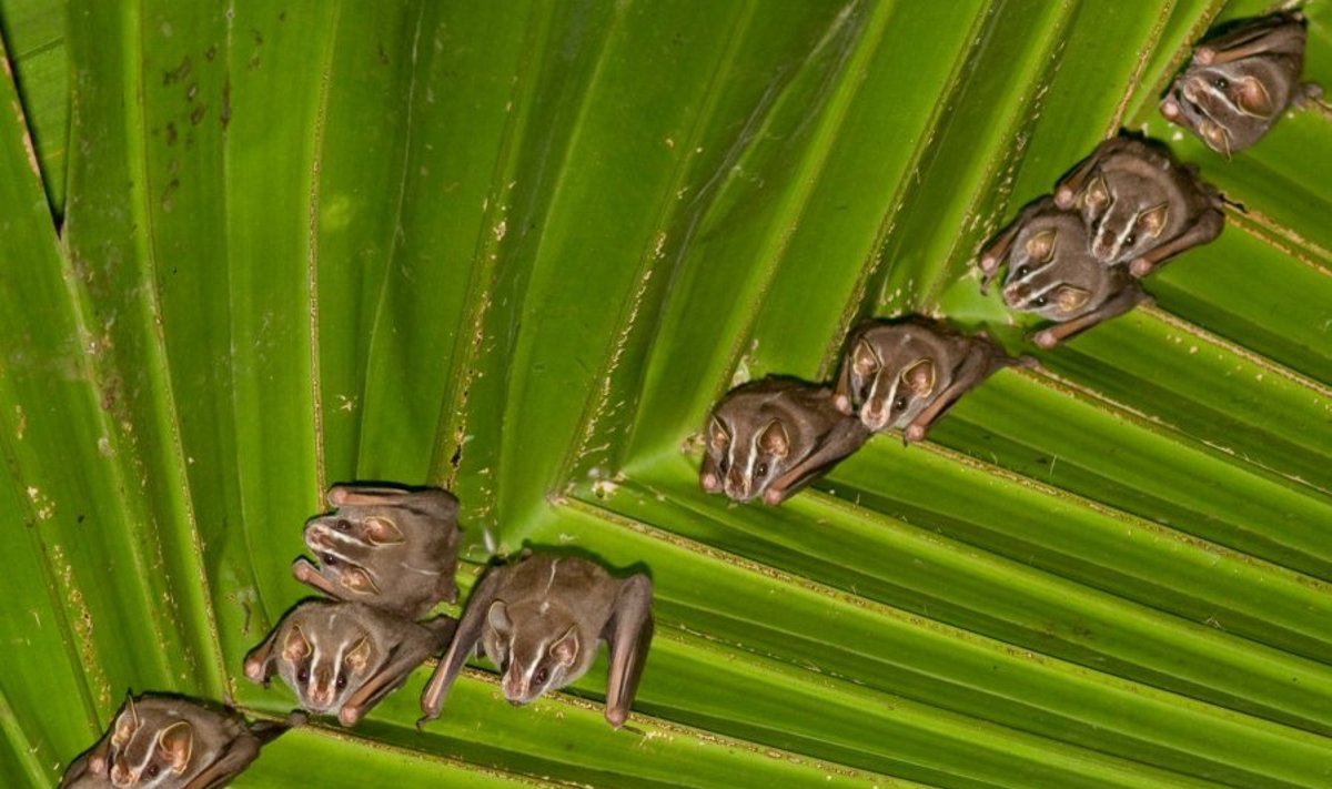 Asociatyvi nuotr. Artibeus lituratus šikšnosparniai minta tik vaisiais