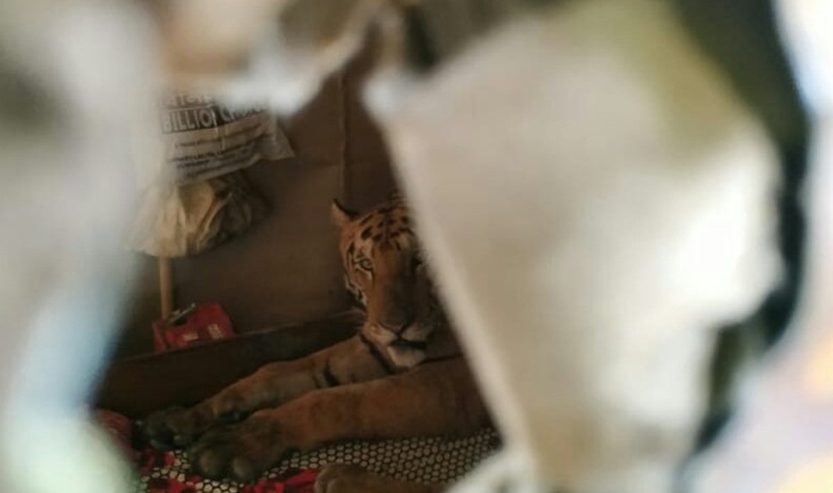 Namo grįžusi šeima ant lovos rado miegantį tigrą