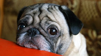 Veterinarijos specialistė pataria, kaip padėti apsinuodijusiam augintiniui