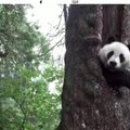 Medžio drevėje pastebėjo neįprastą gyvūną: vaizdas privers nusišypsoti