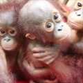 Orangutanų jaunikliai mokosi gyventi laukinėje gamtoje
