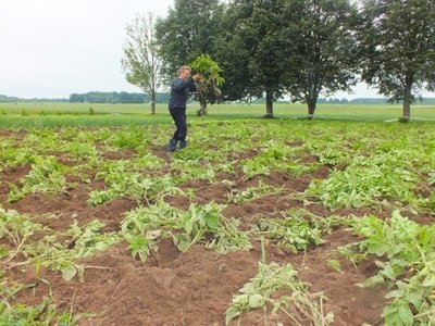 Liucijos Gudzevičiūtės išpuoselėtas ekologinių daržovių laukas – kaip po karo: bulvių vagos ištryptos, kelmai išrauti, nuo šaknų nuskabytos vos užsimezgusios daržovės.