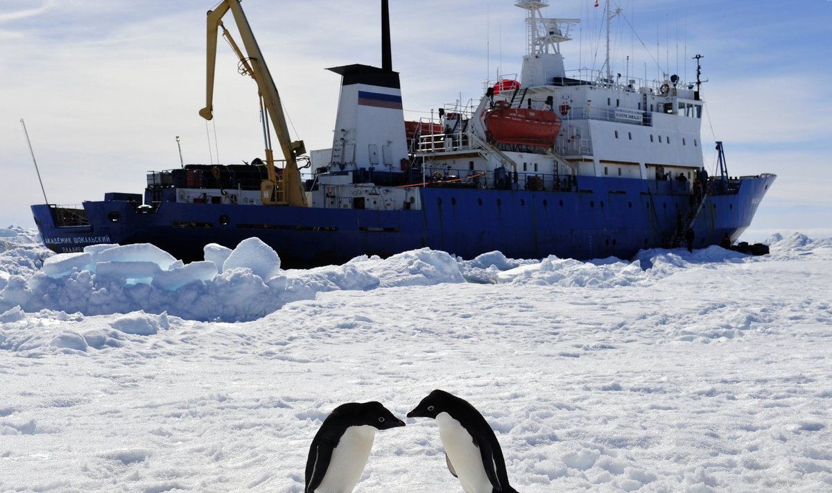 Du pingvinai žaidžia priešais lede įkalintą ledlaužį „Akademik Šokalskij“ 
