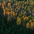 Apžvelgė Lietuvos miškų būklę: mažėja įveisiamo miško plotai
