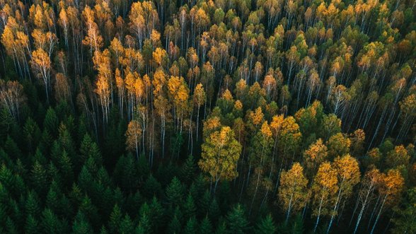 Apžvelgė Lietuvos miškų būklę: mažėja įveisiamo miško plotai