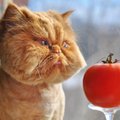 Ką daryti, kad kaimynų katės neitų į daržą atlikti gamtinių reikalų