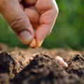 Lietuvos mokslininkai: ką dabar nuveikti darže, bei kaip rinktis sėklas