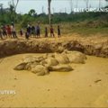 Kambodžoje iš gilios duobės ištraukta dramblių banda