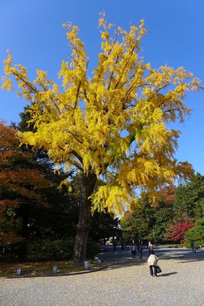 Ruduo Kioto parke