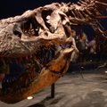 Paryžiuje atidengtas 67 mln. metų senumo tiranozauro skeletas