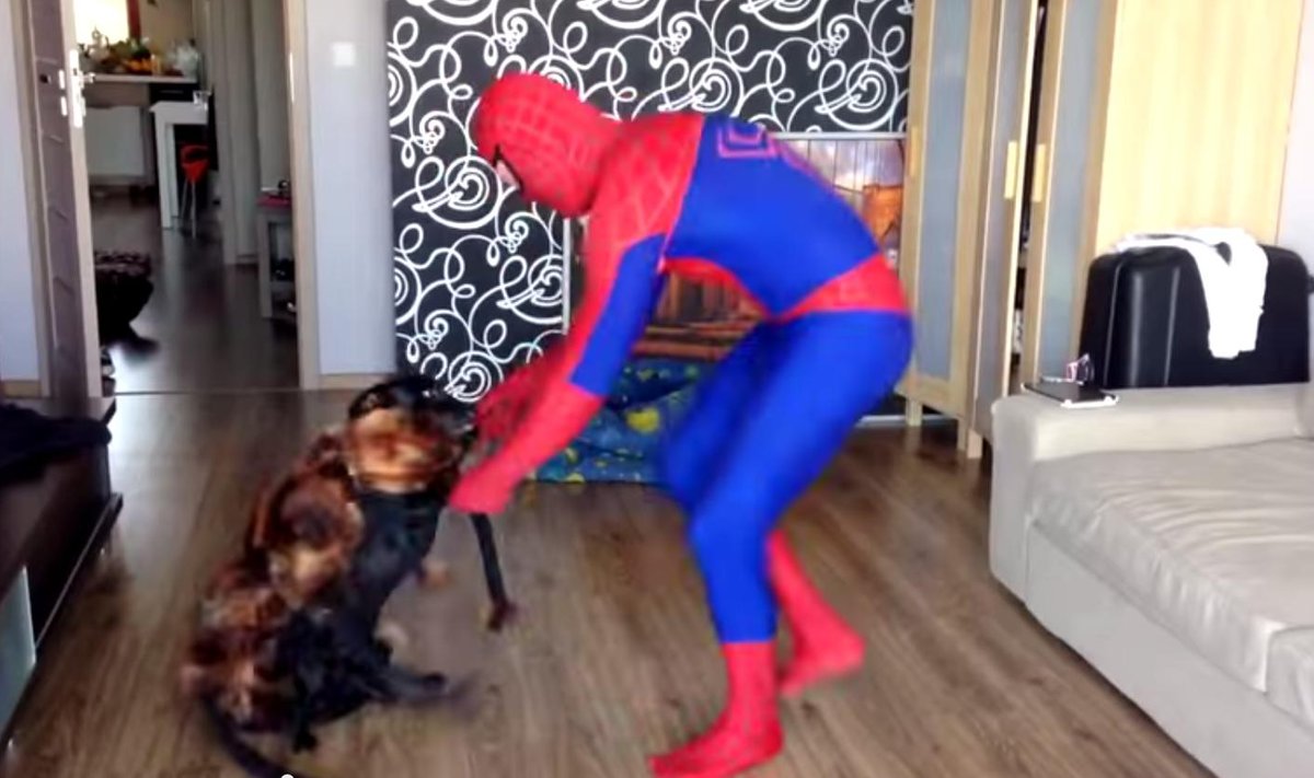 Spiderman i pies - pająk Chica