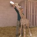 Izraelio zoologijos sode gimusiam žirafos jaunikliui reikalinga pagalba