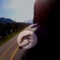 Kanadoje motociklininkas nufilmavo savo susidūrimą su lokiu