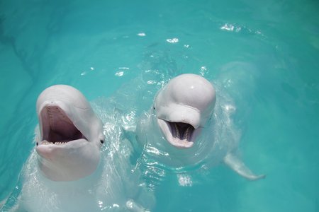 Baltieji delfinai 