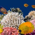 Išrastas naujas būdas, kaip atgaivinti koralinius rifus