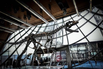 Paryžiuje parduotas dinozauro skeletas