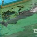 Jūrų muziejuje delfinė susilaukė mažylio