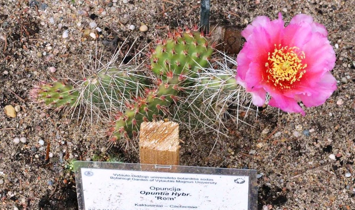 Botanikos sode pražydęs kaktusas
