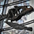 Paryžiuje už 2 mln. eurų parduotas itin retas dinozauro skeletas