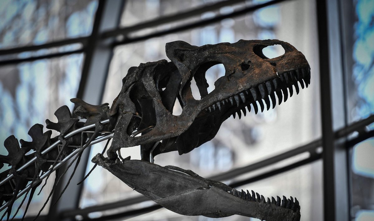 Paryžiuje parduotas dinozauro skeletas