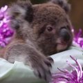 Australijoje į paplūdimį užklydusi koala tapo atrakcija poilsiautojams