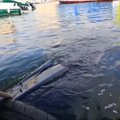Marselio uoste gelbėjimo tarnybos išlaisvino banginį