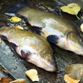 Rudenėjanti gamta ir lynai: kaip pratęsti šių žuvų žūklės sezoną