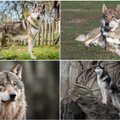 Ar atspėsite, kurioje nuotraukoje yra vilkas, o kurioje – šuo? Medžiotojas įvardijo požymius, kurie padės nesuklysti