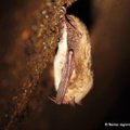 Aukštųjų Panerių tunelyje žiemoja 800 šikšnosparnių