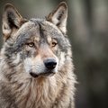 Vilkas ne toks paprastas žvėris, kaip mano daugelis – mokslininkai spėja, kad jie gali mylėti